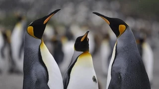 Animal Anecdotes: King Penguin