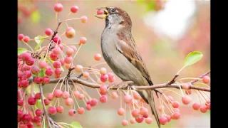 Birdsong in Spring, relaxing sound of Birds singing, nature sounds