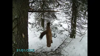 Капканы на куницу Куница в капкане Второй путик. охота