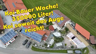 Koi Bauer Woche. 350000 Liter auf 50+ Becken aufgeteilt. Der Wahnsinn!!