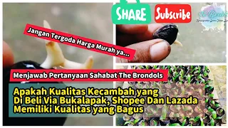 Apakah Kualitas Kecambah yang Di Beli Via Bukalapak, Shopee Dan Lazada Memiliki Kualitas yang Bagus