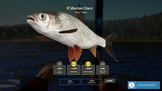 Russian Fishing 4 Lower Tunguska River - Siberian Dace Trophy 261 G ⭐78