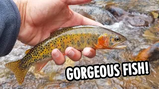 Small Streams Don't Get Much Better Than This! (Tenkara Fly Fishing)