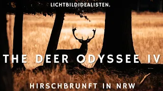 Hirschbrunft in NRW - The Deer Odyssee #4