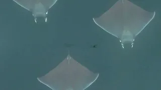 Amazing Mobula Rays flying though the water and above !