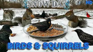 ❄️Snow Day❄️ Cat & Dog TV 🐈🐕| 10 Hours Uninterrupted Birds & Squirrels 🐿️🐦| Background Entertainment