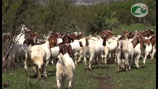 ¿Cómo iniciar un criadero de cabras?