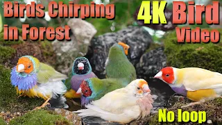 Watch with your pet! 4HRS of Soothing Birdbath with Birds Chirping for Separation Anxiety, No Loop!