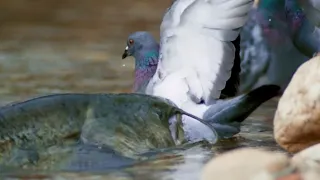 Giant Catfish hunt Pigeon on land in slow motion  - HD by Catfish World