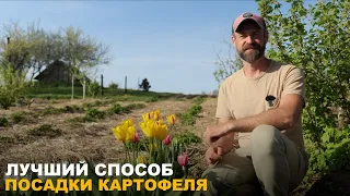 ТАК САЖАЮТ КАРТОФЕЛЬ В БЕЛАРУСИ. Защита клубней от проволочника и хруща.