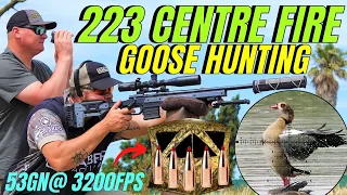 CENTRE FIRE GOOSE HUNTING I LONG RANGE 223 RIFLE HUNTING FROM A BLIND I GOOSE PEST CONTROL