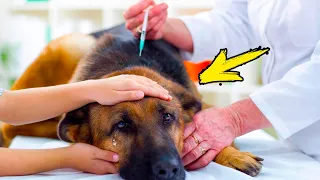 Yaşlı köpek ötenazi yapılmak üzere getirildi. Doktor onu muayene ettikten sonra sahiplerini klinikte