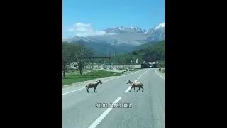 Два барана бодаются прямо на дороге в горах Дагестана