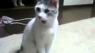Кот офигел