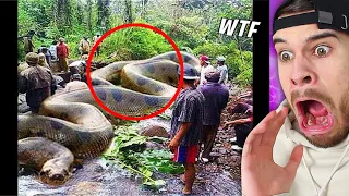 Die größte Schlange der ERDE versteckt sich im Amazonas..
