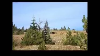 2016 BC Archery Spot and Stalk Bear