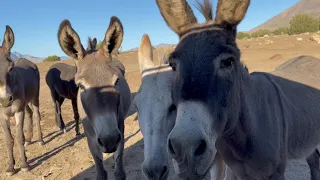 Donkey neighbors visit me while sitting in my car!
