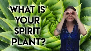 What is a Spirit Plant and How To Find Your Spirit Plant