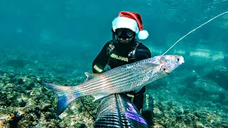 Spearfishing Croatia vs Christmas Session December 2023 4K 🎄🎅🏼 🇭🇷