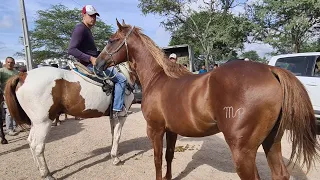 FEIRA DE CAVALOS DE CARUARU PE, TERÇA FEIRA 14/02/2023