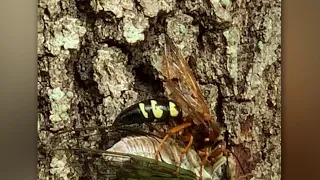 How to prepare for Cicadas