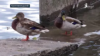 Небачена кількість качок оселилася в центрі Кропивницького | телеканал Вітер