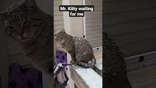 Cat gets covered with snow waiting outside for me (less than 5 minutes) 💜 (Mr. Kitty)