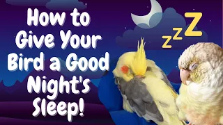 How to Give Your Bird a Good Night's Sleep! | BirdNerdSophie
