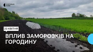 Як вплинули заморозки на Львівщині на городину