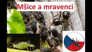 AntsCzech - Mšice a Mravenci černolesklí [CZ verze]