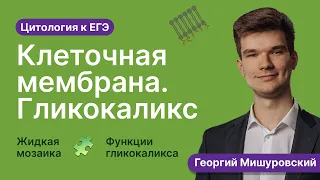 2.28. Клеточная мембрана и гликокаликс | Цитология к ЕГЭ | Георгий Мишуровский