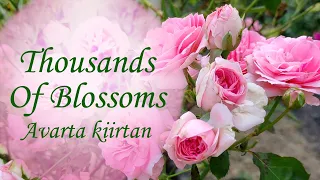 Thousands Of Blossoms - Avarta kiirtan