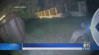 Mountain Lion:  Mountain Lion On The Hunt Videotaped On San Carlos Home Camera