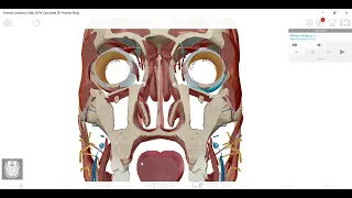 ENT 2 : sinusitis DR SAMEH GHAZY