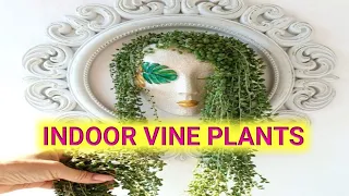 10 Indoor Vine Plants that can grow in water | Climbing house Plants that you can grow in water