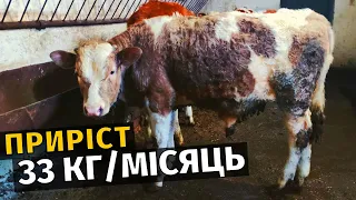 Зробив заміри бичків. Приріст 33 кілограми за місяць. Огляд січкарні СМ-100.