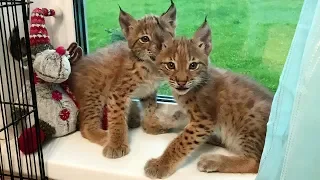 LYNX KITTENS - LITTLE PRANKSTERS