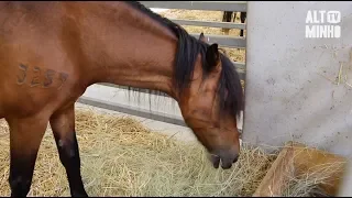 Feira do Cavalo atrai milhares de pessoas a Ponte de Lima | Altominho TV