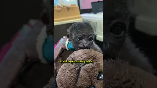 Baby Howler Monkey Electrocution Rescue ❤️‍🩹