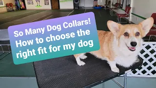 How to Choose the Right Collar for My Dog - Top 5 collars types explained