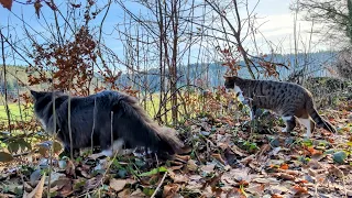 Norwegian Forest Cat: Long Stroll with Odin and Special Guest