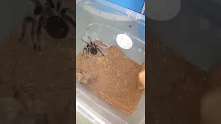 Huntsman spider vs tarantula (albo)