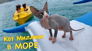 Котёнок и Щенки плавают в море 😱 Кот Миллион