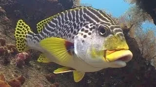 Diving in Bali (720p)