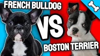 Boston Terrier vs French Bulldog Comparison |🏆 Who Wins Dog Vs Dog