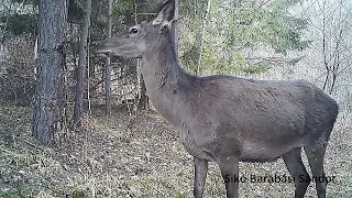 Vídám szarvasok (tarvad). Cerbi fericiți. Happy deer. Cervus epalhus.