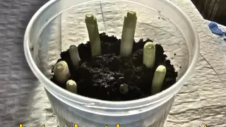 REGROWING SPRING ONIONS AT HOME