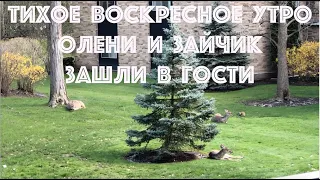 Тихое воскресное утро - отдых для души! Хорошая погода и пение птиц. Birds are singing. Deer/rabbit.