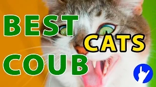 Best Cat Coubs #1 Лучшие кото Coub'ы 2015