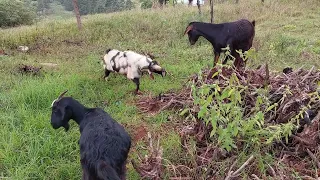 Nguni Ram goat breeding with first time ewe: goats breading season